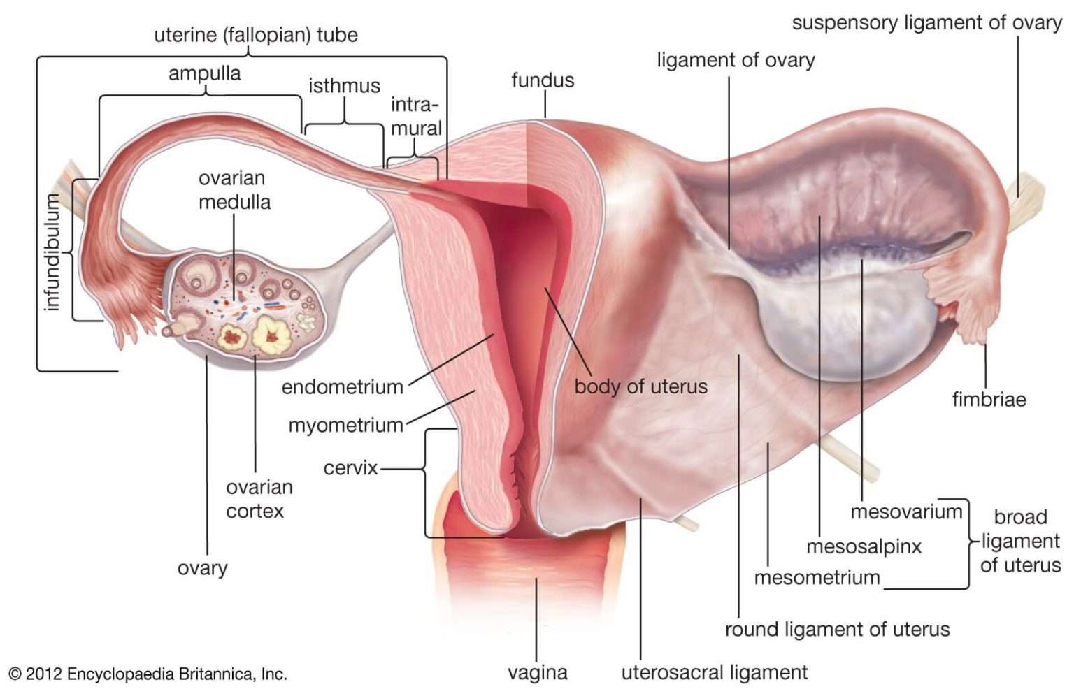 Surgical and conservative management of ectopic pregnancies