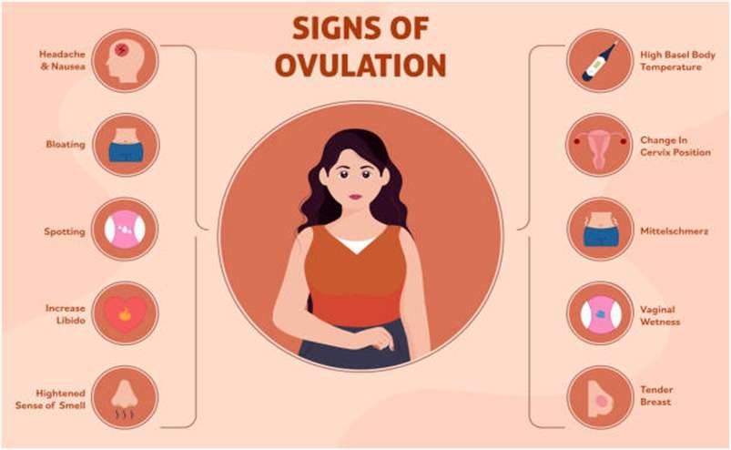 Signs of Ovulation