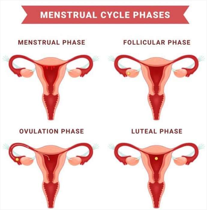 Menstrual Cycle Phases