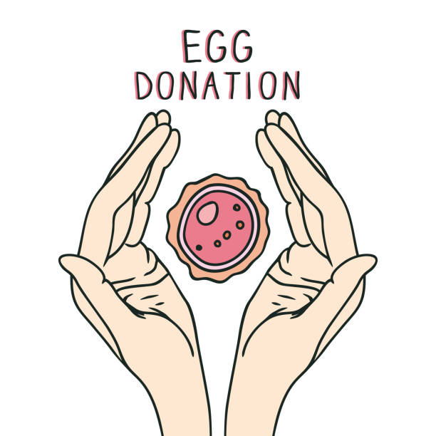 The Egg Donation Process